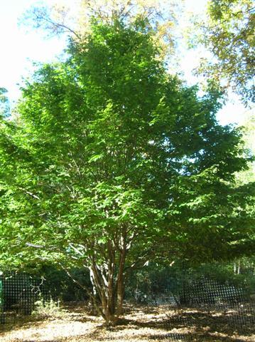 Persian Parrotia tree